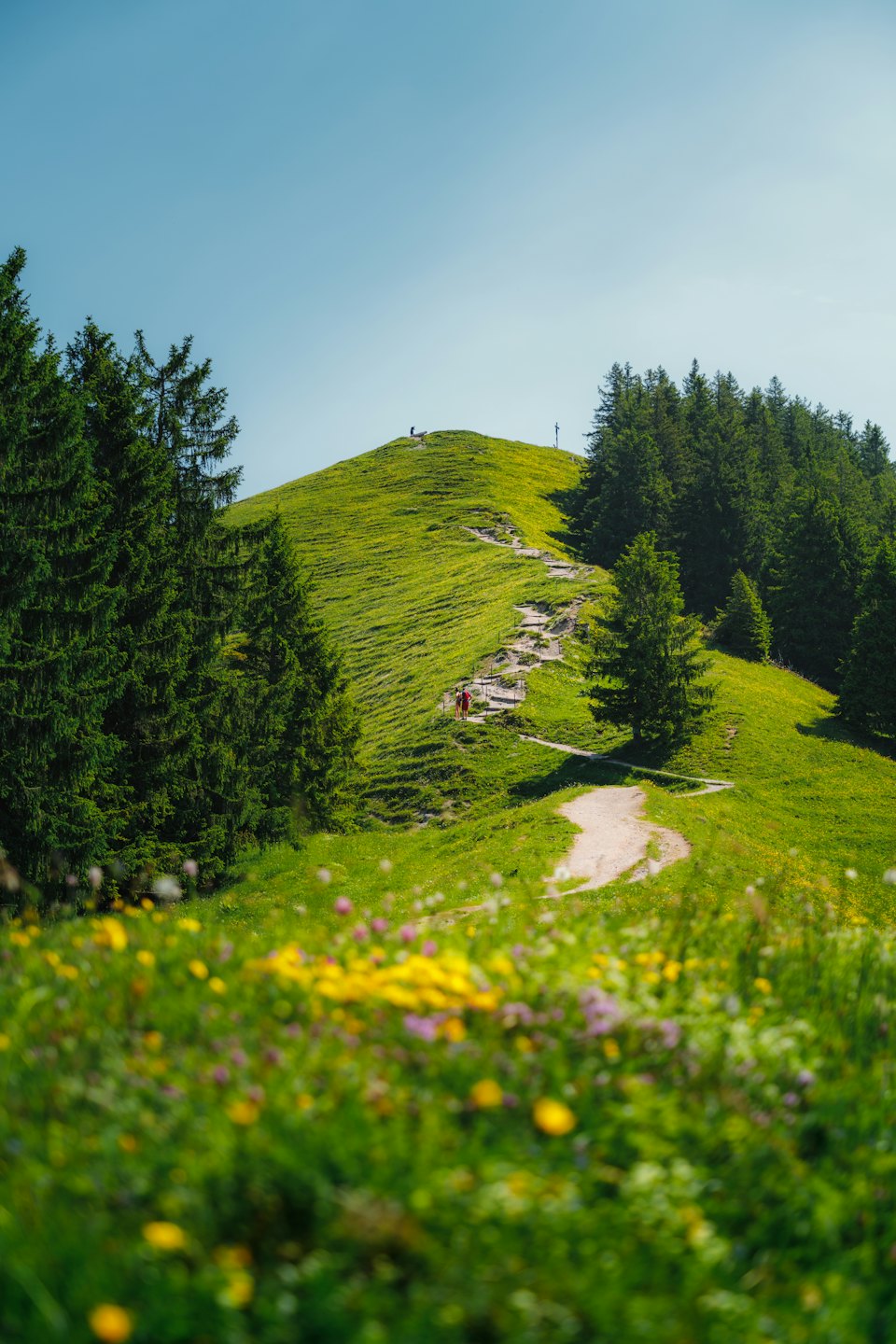Geschwungener Wanderweg steigt üppigen grünen Hügel mit Wildblumen empor.