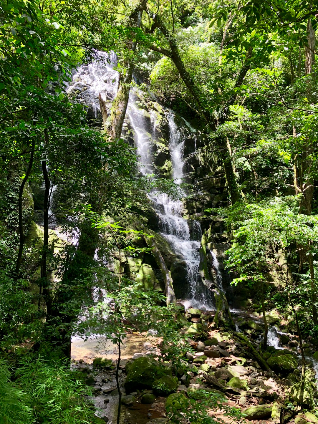 Wasserfall fließt über moosbewachsene Felsen in einem dichten Wald.